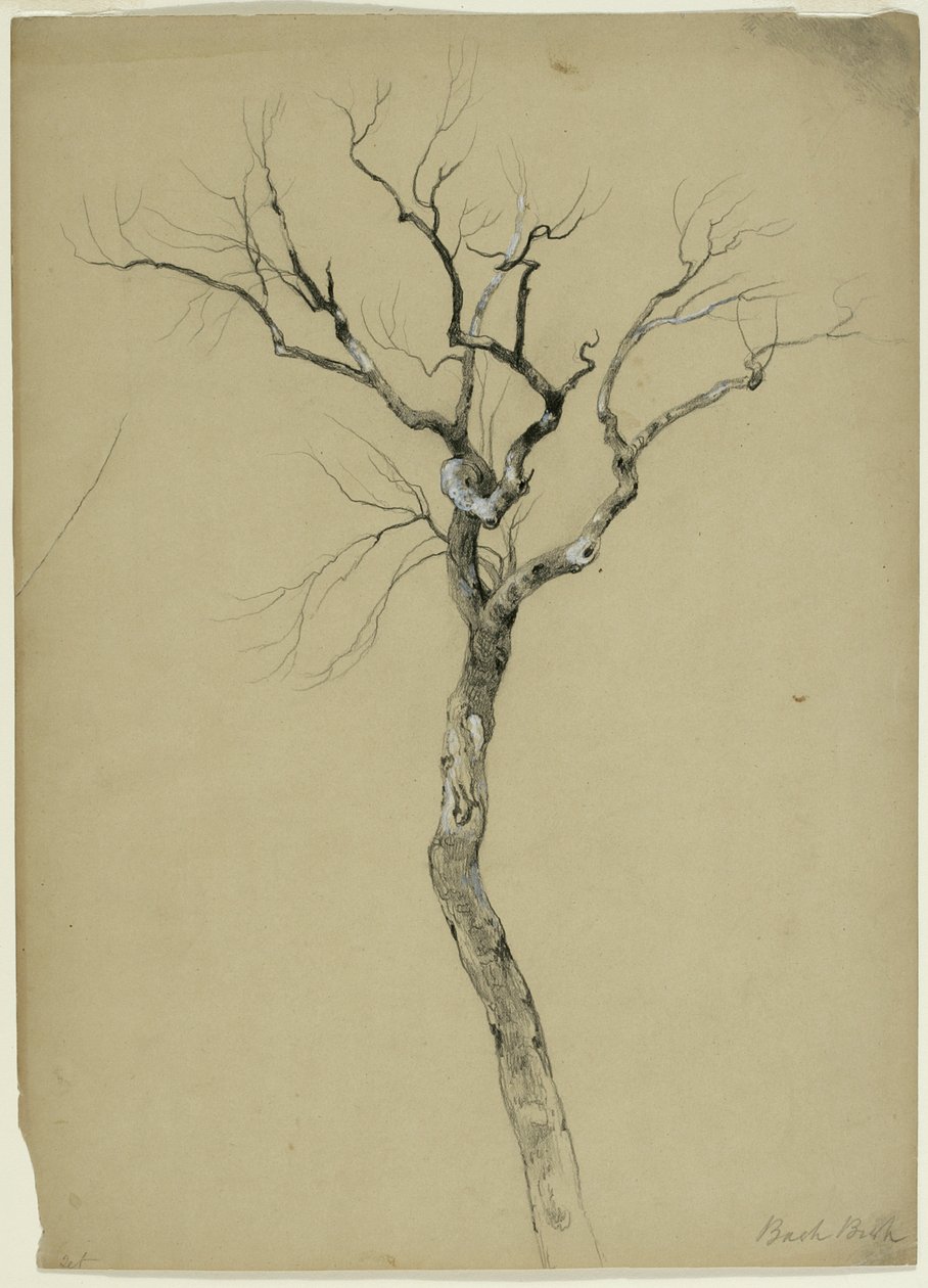Study of a Bare Tree, South Egremont, Massachusetts, 1851 (grafit a bílý kvaš na béžovém papíře) od Asher Brown Durand
