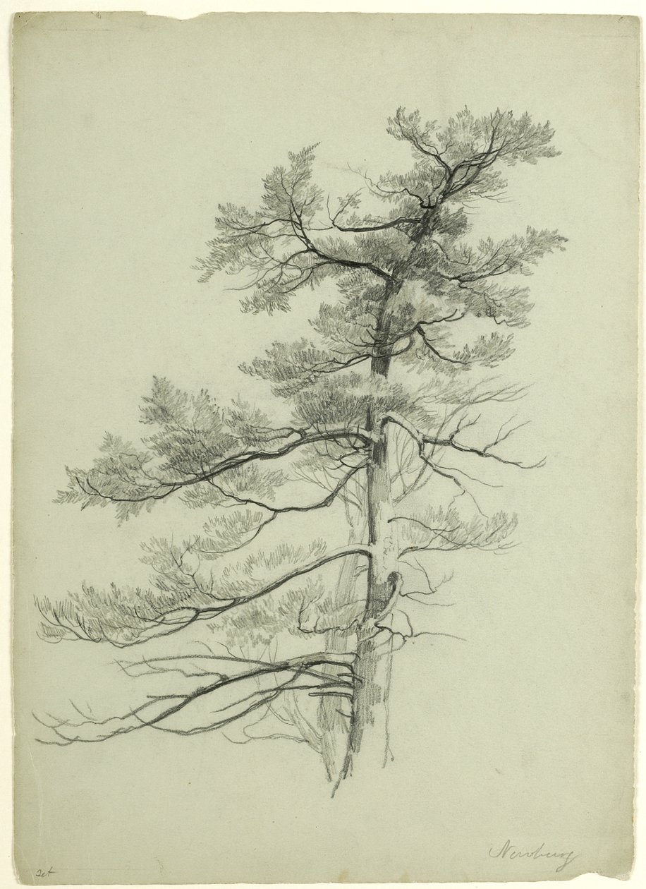 Tree Study, Newburgh, New York, 1849 (grafit na šedozeleném papíře) od Asher Brown Durand