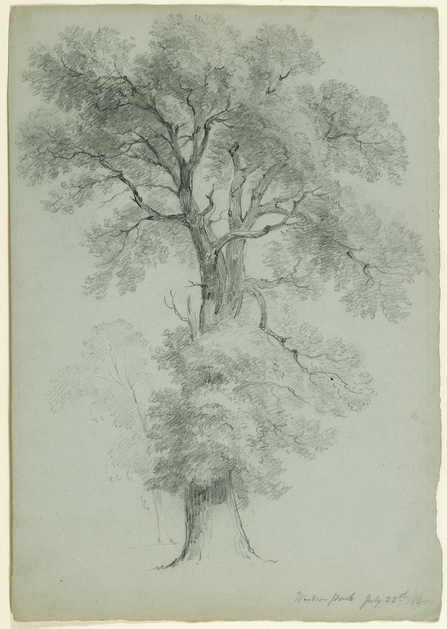 Tree Study, Windsor Park, Anglie, 1840 (grafit na šedozeleném papíře) od Asher Brown Durand