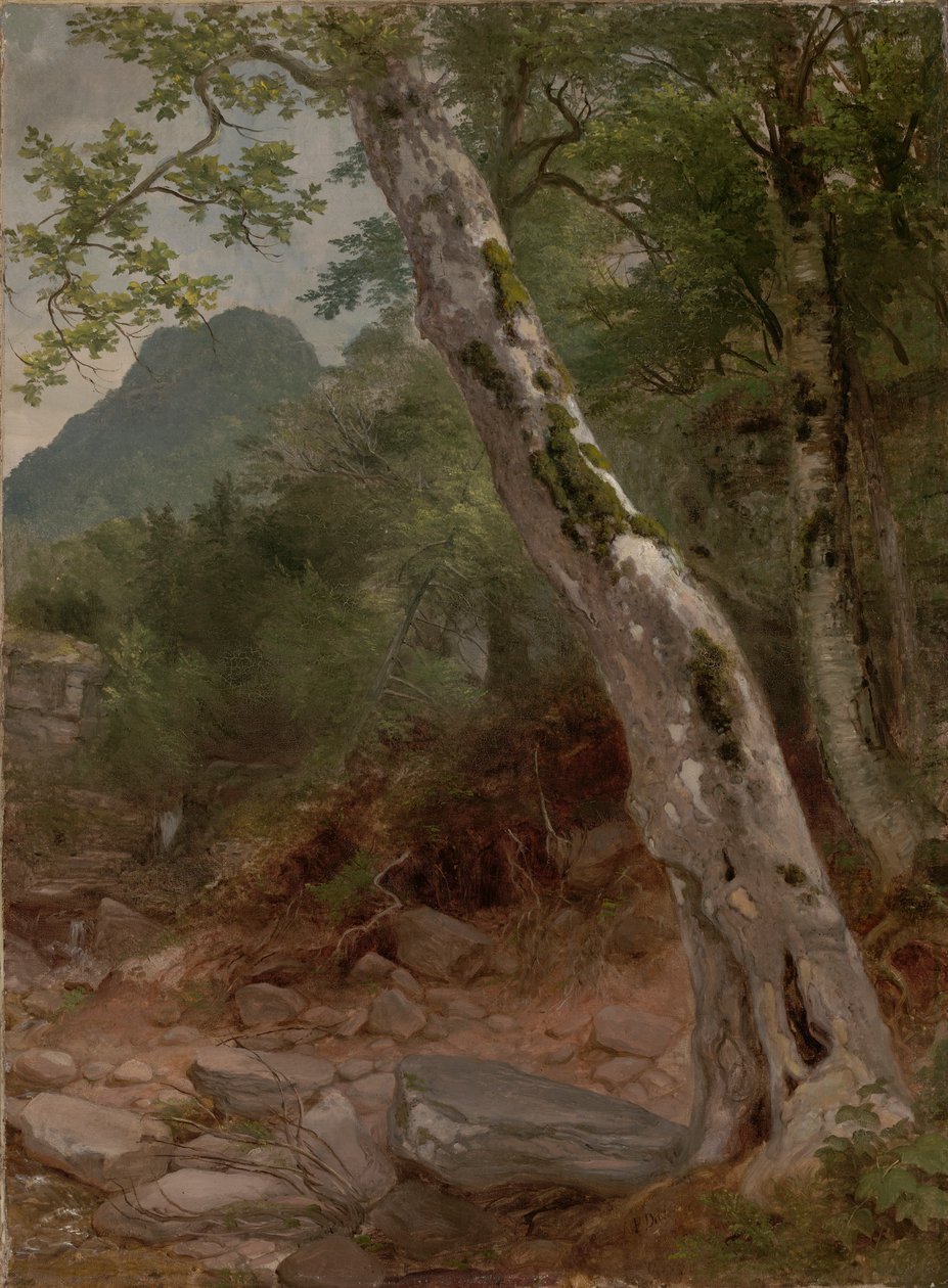 Sycamore Tree, Plaaterkill Clove (Sycamore, Kaaterskill Clove) od Asher Brown Durand