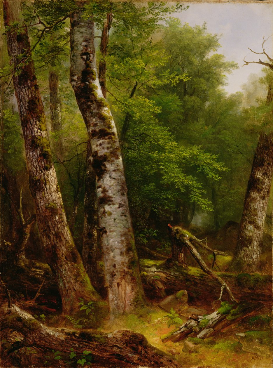 Bříza a javory, 1855 od Asher Brown Durand