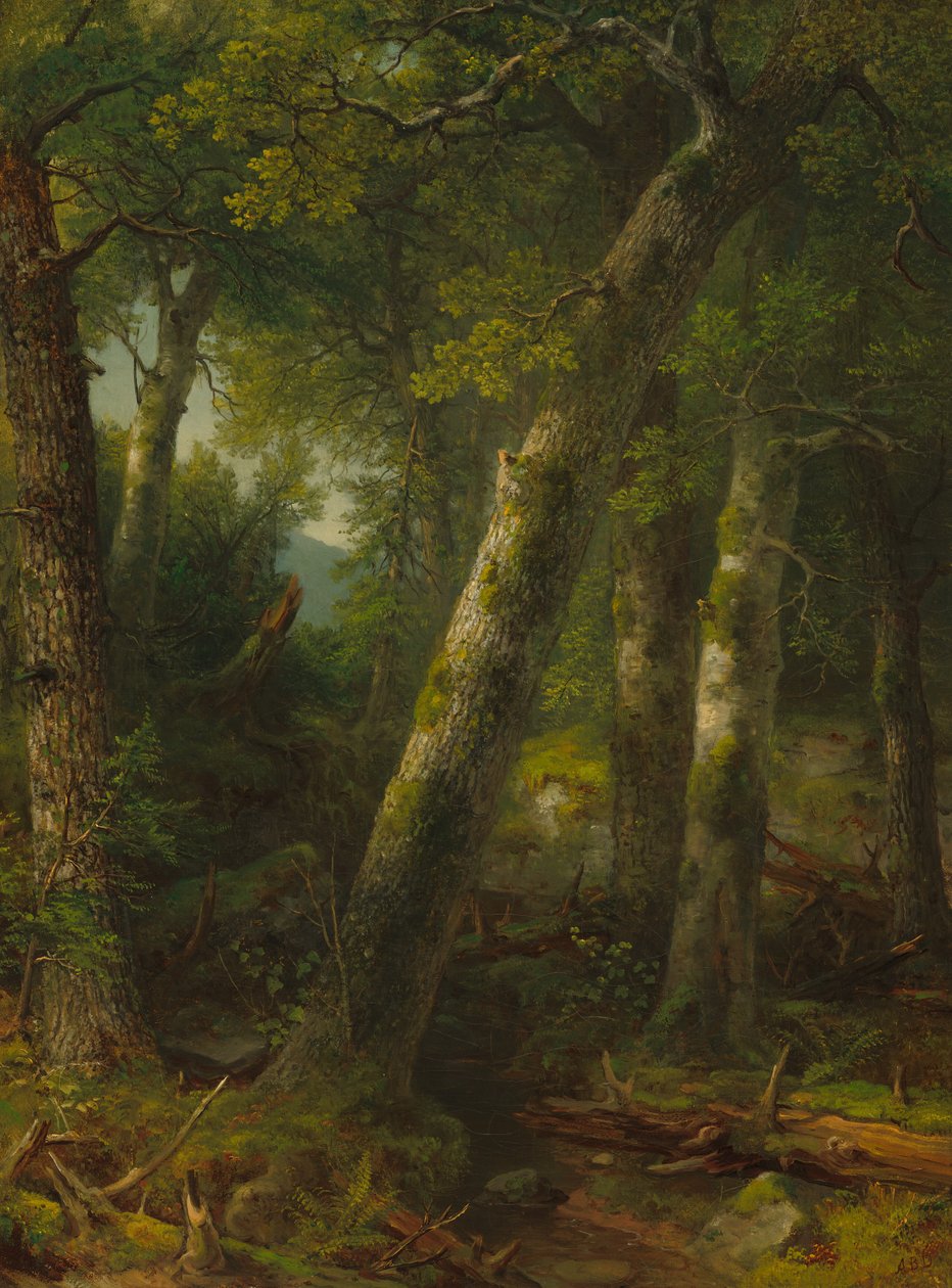 Les v ranním světle od Asher Brown Durand