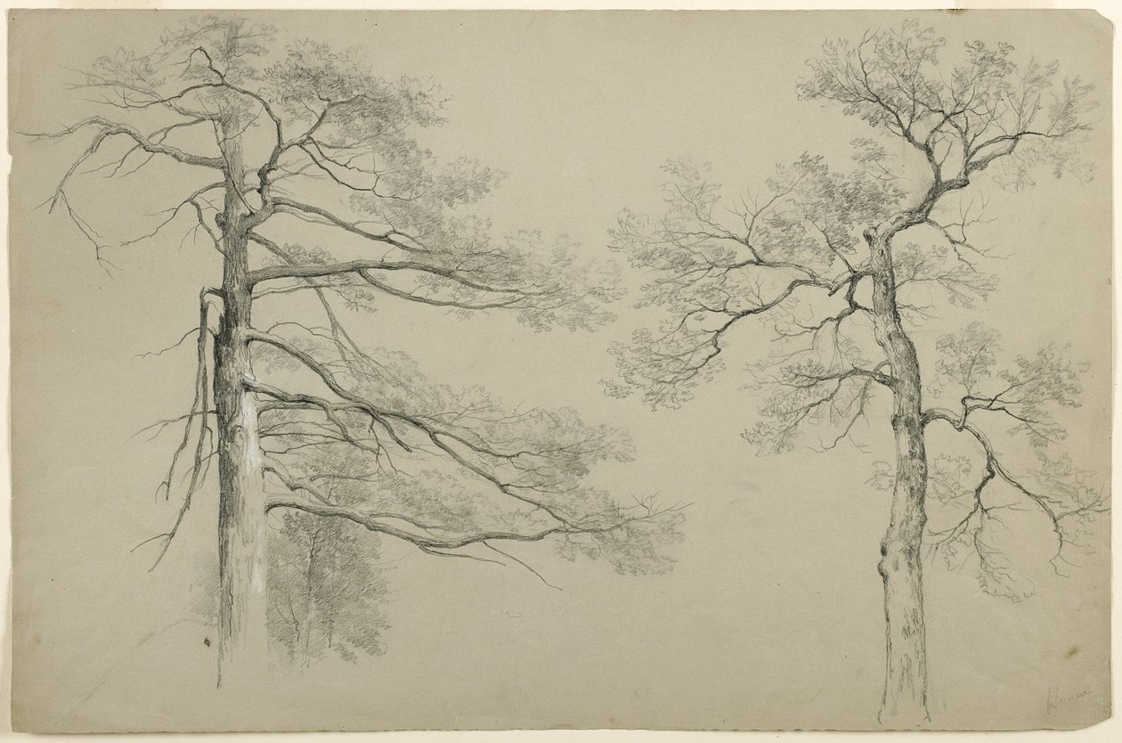 Study of Two Trees, Haag, Lake George, New York, 1862 (grafit a bílý kvaš na šedém bristolském papíře) od Asher Brown Durand