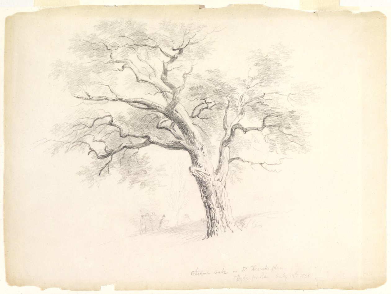 Chestnut Oak on the Hosack Estate, Hyde Park, New York s pěti postavami a kresbou umělce, 1838 (grafit na papíře) od Asher Brown Durand