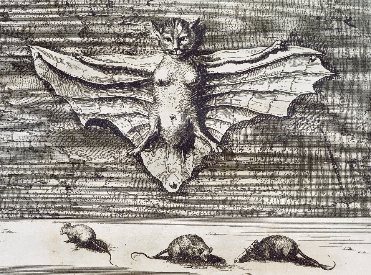 Létající kočka, 1667 od Athanasius Kircher