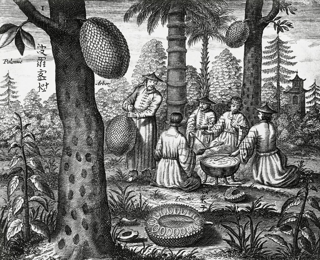 Čínské ovoce (Arbor polomie, čínská papája), rytina z čínských památek od Athanasius Kircher