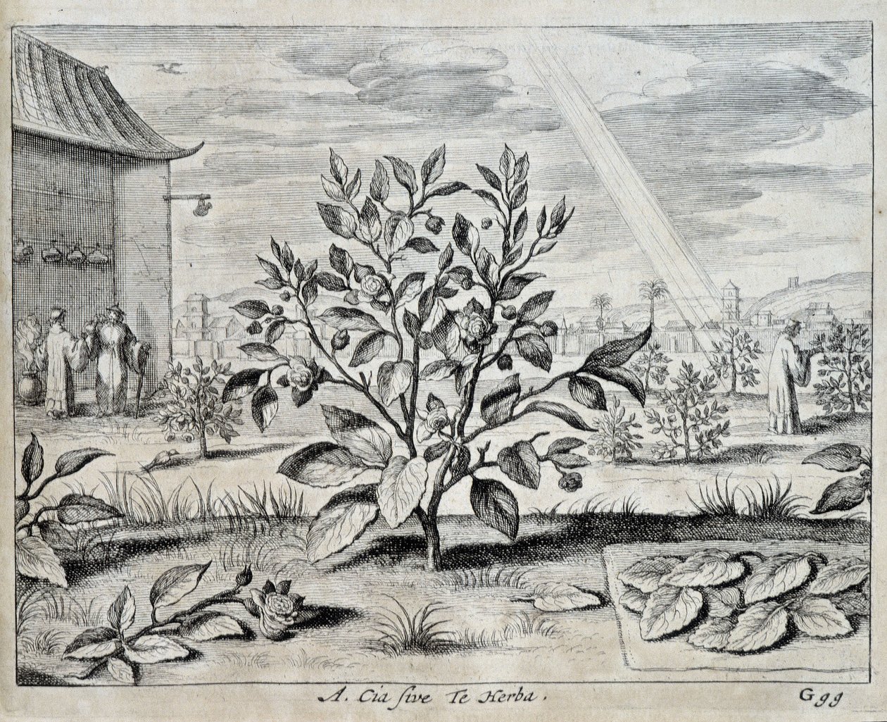 Le camellia - v "" Číně"" od Athanase Kircher (nebo Athanasius Kircheri) od Athanasius Kircher