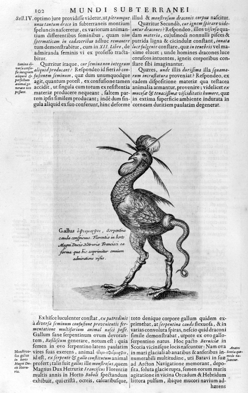 Mýtická stvoření, 1678. od Athanasius Kircher