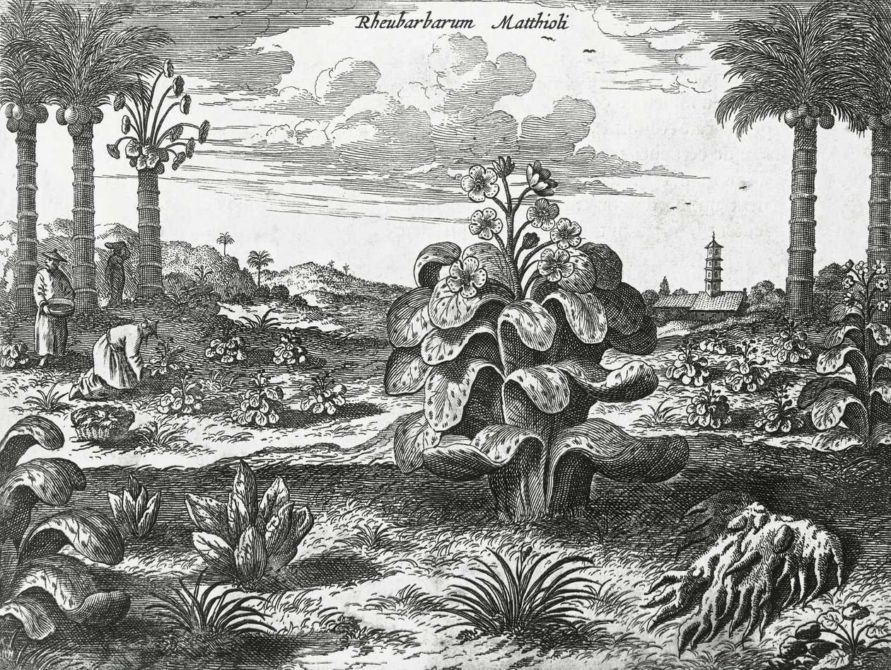 Rebarbora rostlina, rytina z čínských památek od Athanasius Kircher