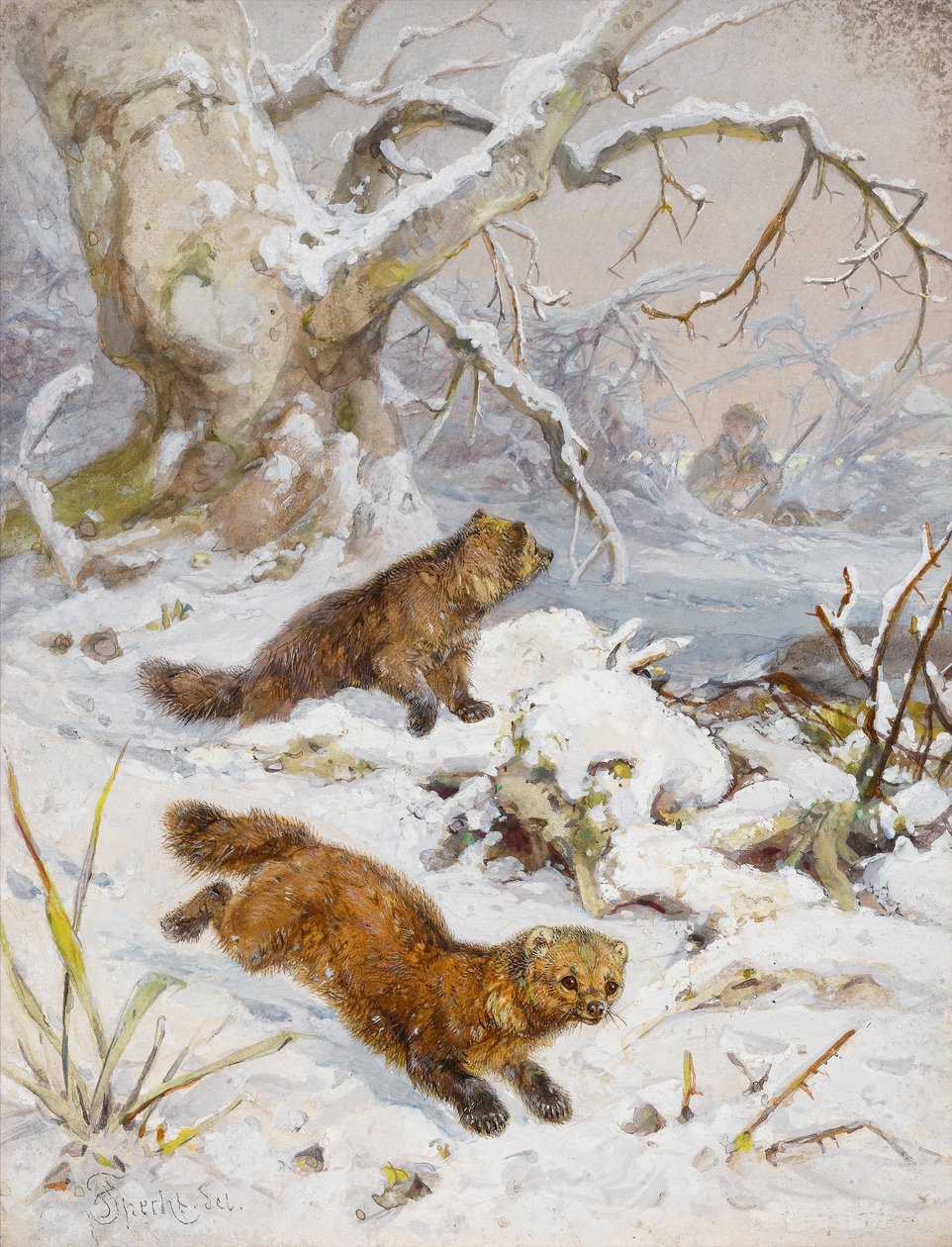 Wolverines in the Snow (wc na papíře) od August Specht
