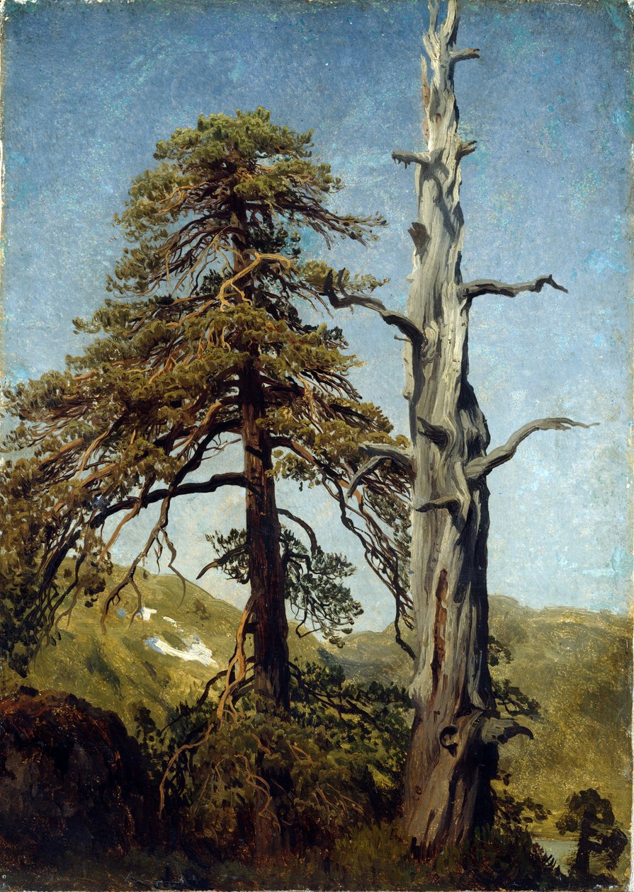 "Studie stromů, Norsko"" Malba Augusta Cappelena (1827-1852) 1850 Národní muzeum umění, Oslo, Norsko od August Cappelen