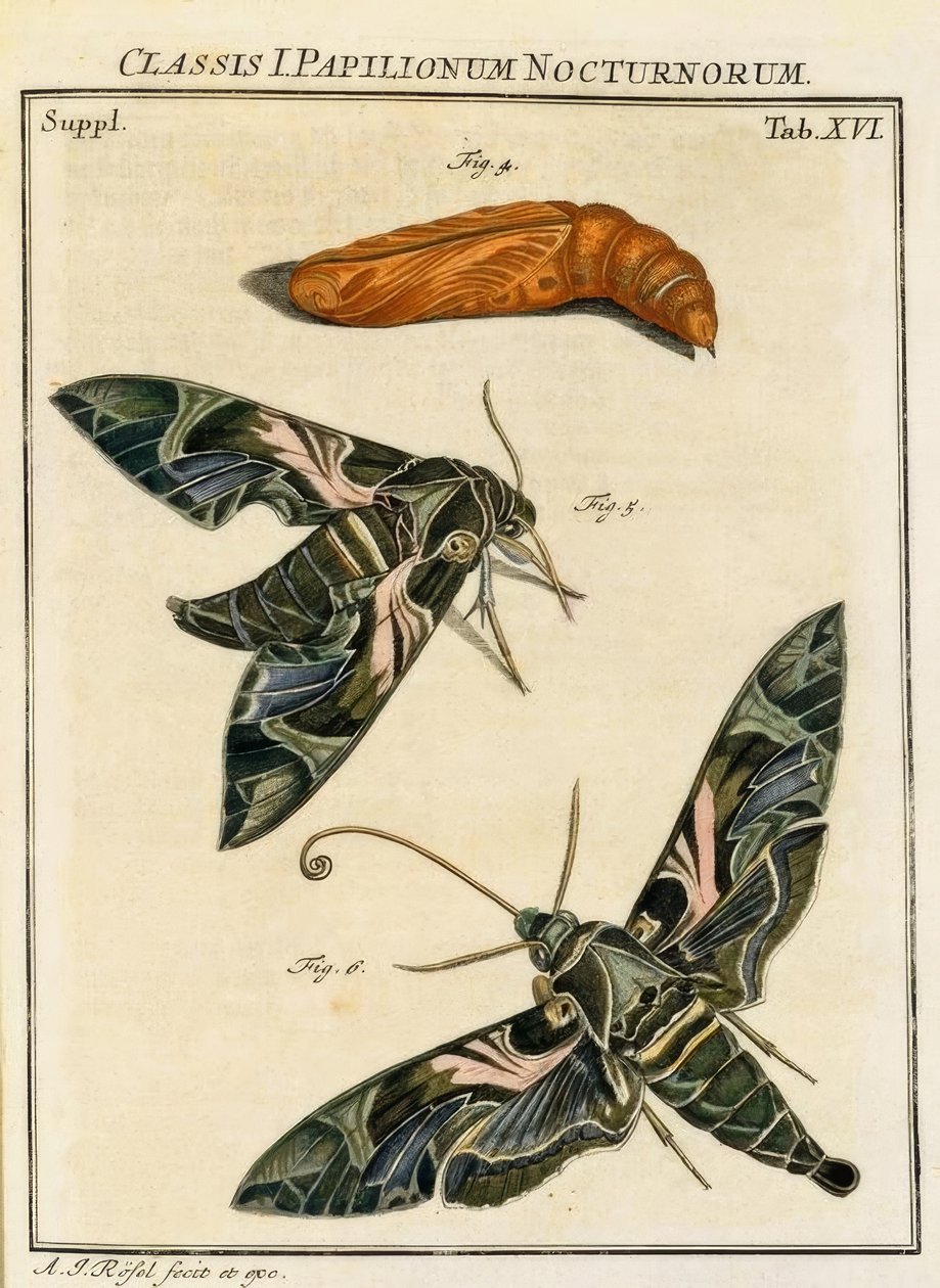 Motýl Daphnis neri / Rösel v. R. od August Johann Rösel von Rosenhof