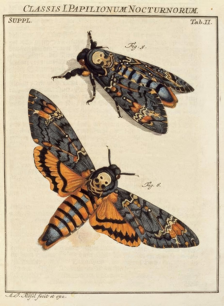 Motýl, lebka / Rösel v. R. od August Johann Rösel von Rosenhof