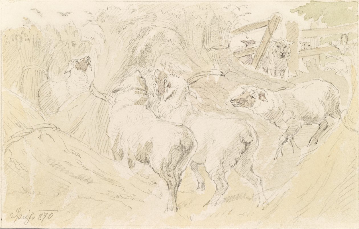 Ovce v obilí od August Spiess