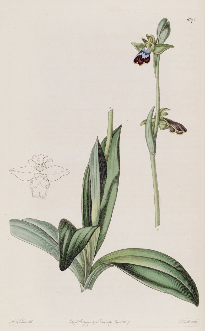 Ilustrace Ophrys fusca od Augusta Innes Withers