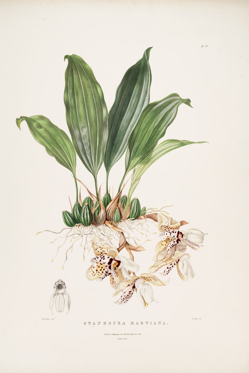 Ilustrace Stanhopea martiana od Augusta Innes Withers