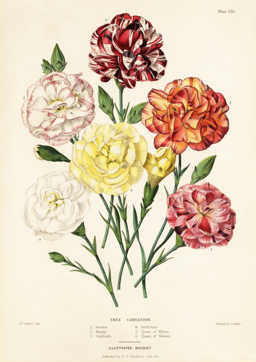 Odrůdy stromových karafiátů, Dianthus caryophyllus: Ariadne 1, Beauty 2, Garibaldi 3, Perfection 4, Queen of White 5, Queen of Yellow 6 od Augusta Innes (after) Withers