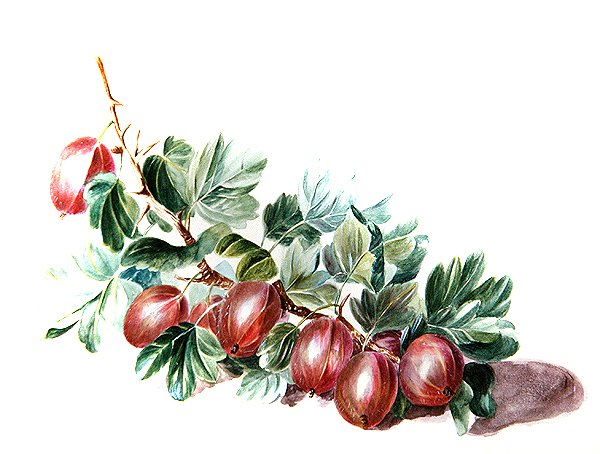 Angrešt, cca 1860 (akvarel na papíře) od Augusta Innes Withers