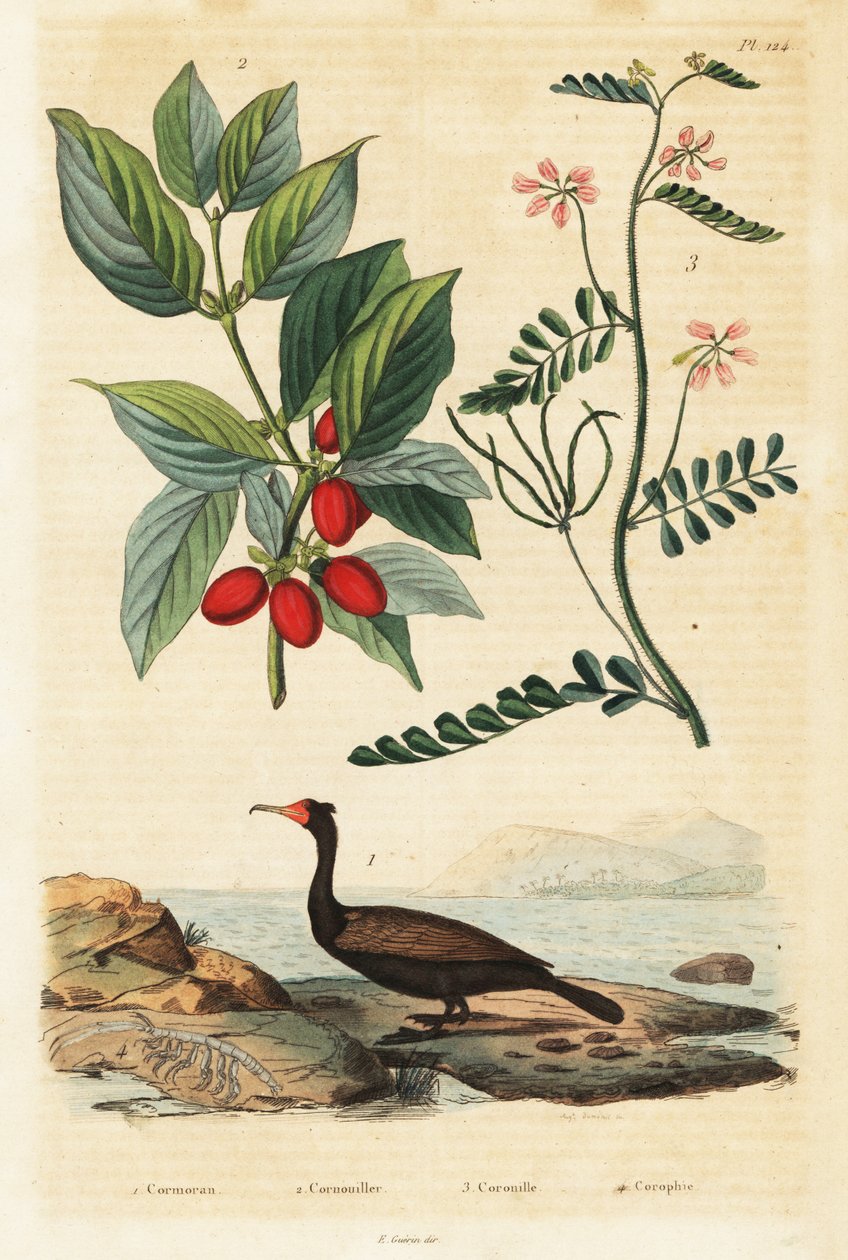 Kormorán, třešeň kornelová a vikev štíří, 1834-1839 (rytina) od Auguste Dumenil