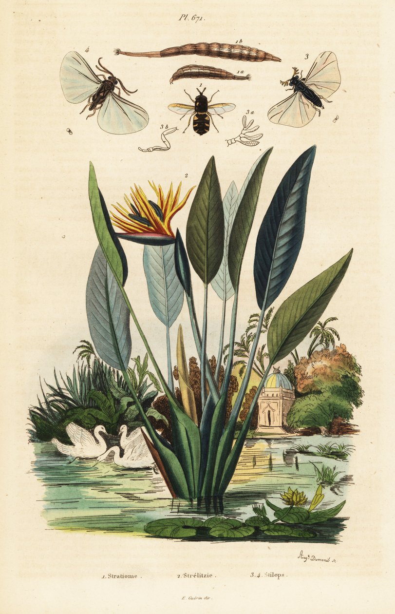Soldierfly, jeřáb květina a, 1834-1839 (rytina) od Auguste Dumenil