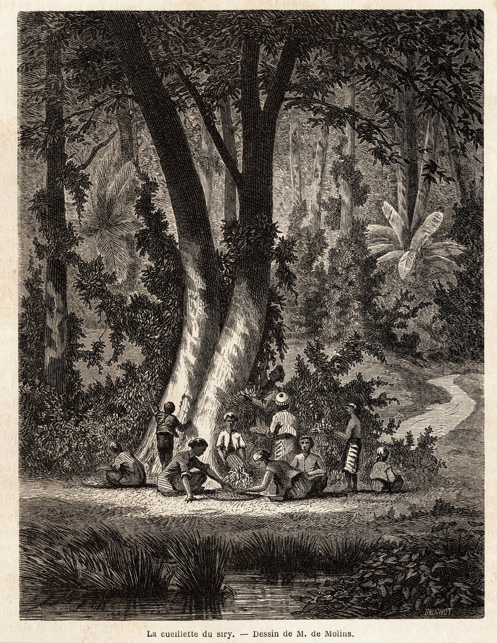 Sběr Syri neboli betel, jehož vápnem potažený plech je nezbytný pro výrobu místního Chic. Kresba M. de Molins pro ilustraci jeho cesty na Jávu od Auguste de Molins