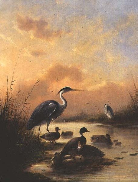 Rodina kachny divoké a dvou volavek (pár 77887) od Augustus Knip