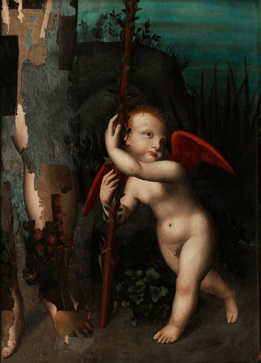 Amor s myrtou od Aurelio Luini