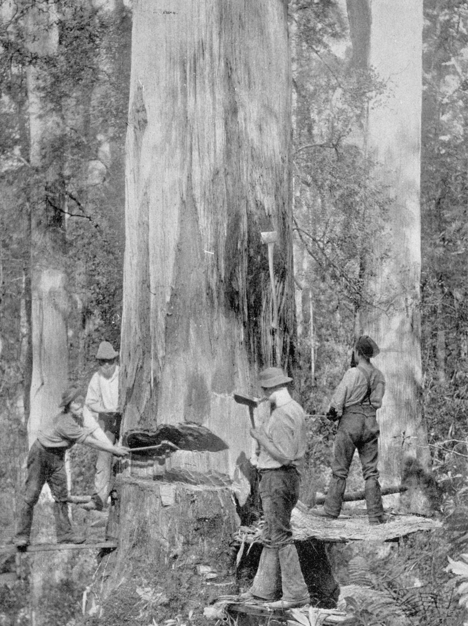 Kácení stromu Blue-Gum v Huon Forest, Tasmánie, kolem roku 1900, z „Under the Southern Cross - Glimpses of Australia“, vydané v roce 1908 od Australian Photographer