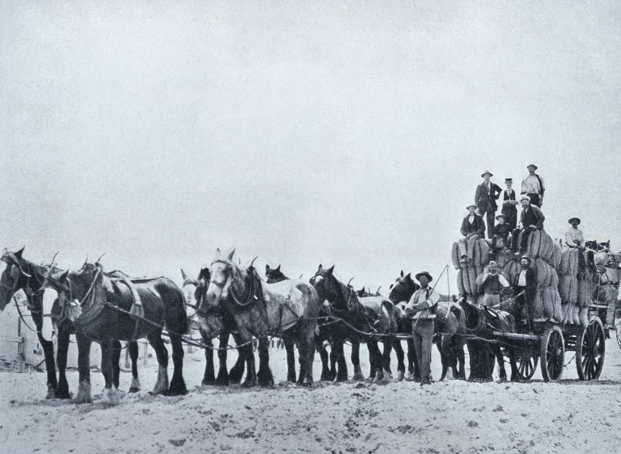 Tým přenášející vlnu, Západní Austrálie, kolem roku 1900, z „Under the Southern Cross - Glimpses of Australia“, vydaného Ministerstvem zahraničních věcí, Melbourne, 1908 od Australian Photographer
