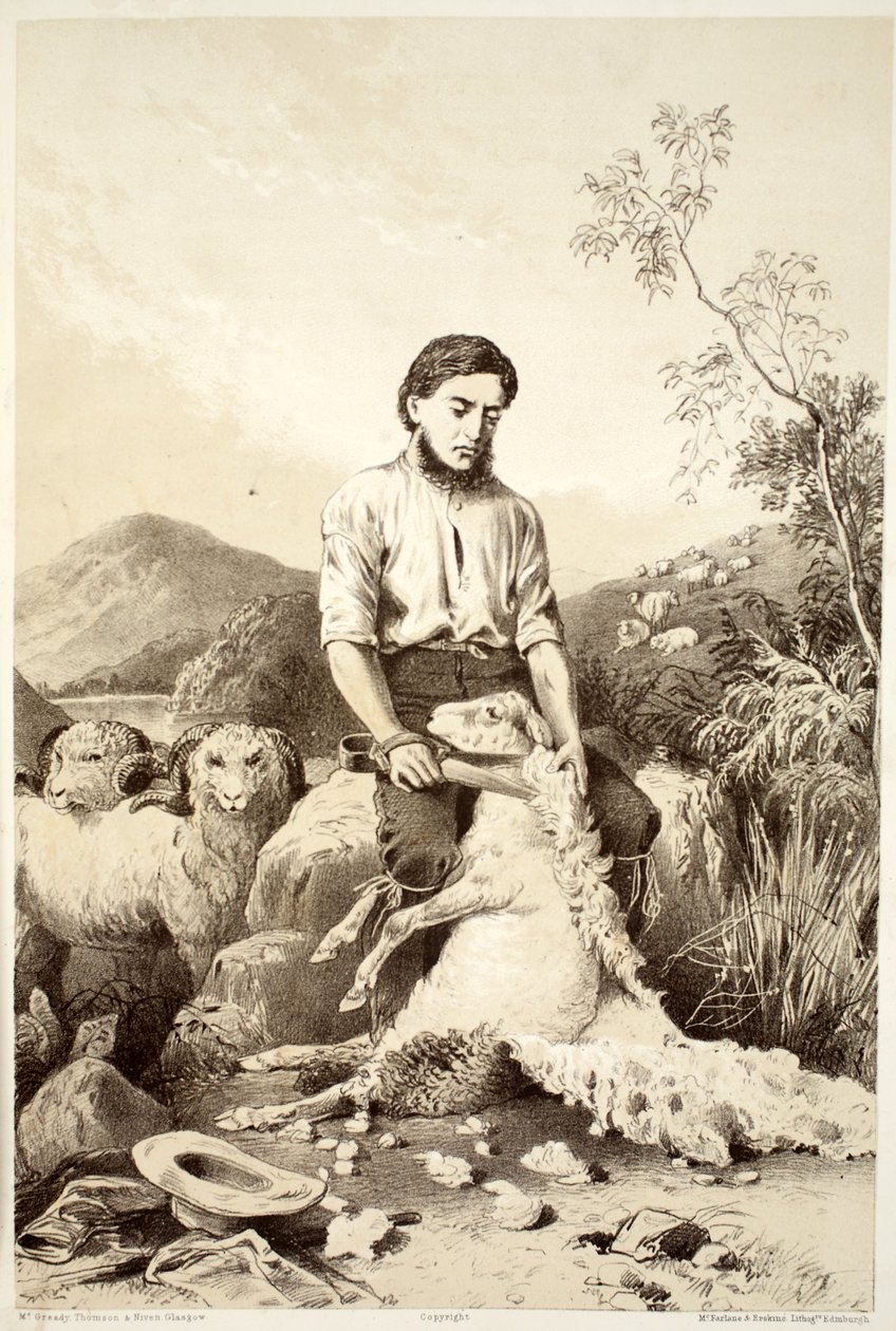 Stříhání ovcí, z Historie Australasie od Davida Blaira, McGradyho, Thomsona a Nivena, 1879 od Australian School