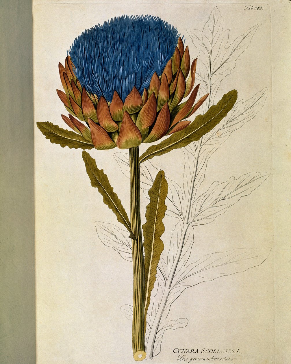 Botanická: “” Artyčok”” (Cynara scolymus) Talíř z “” Medicinalium secundum Linnaei digestarum”” Joseph Jacobi Plenck (1735-1807) 1788-1803 Soukromá sbírka od Austrian School