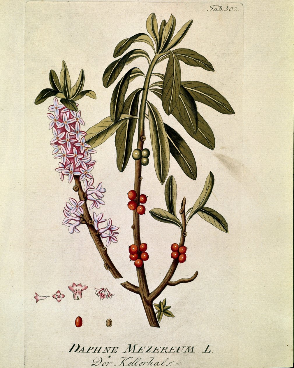 Botanická: "Bois-joli"" (Bois joli) (nebo Bois-gentil, Bois gentile) (Daphne mezereum) Prkno tažené z "Medicinalium secundum Linnaei digestarum"" Joseph Jacobi Plenck (1735-1807) 1788-1803 Soukromá sbírka od Austrian School