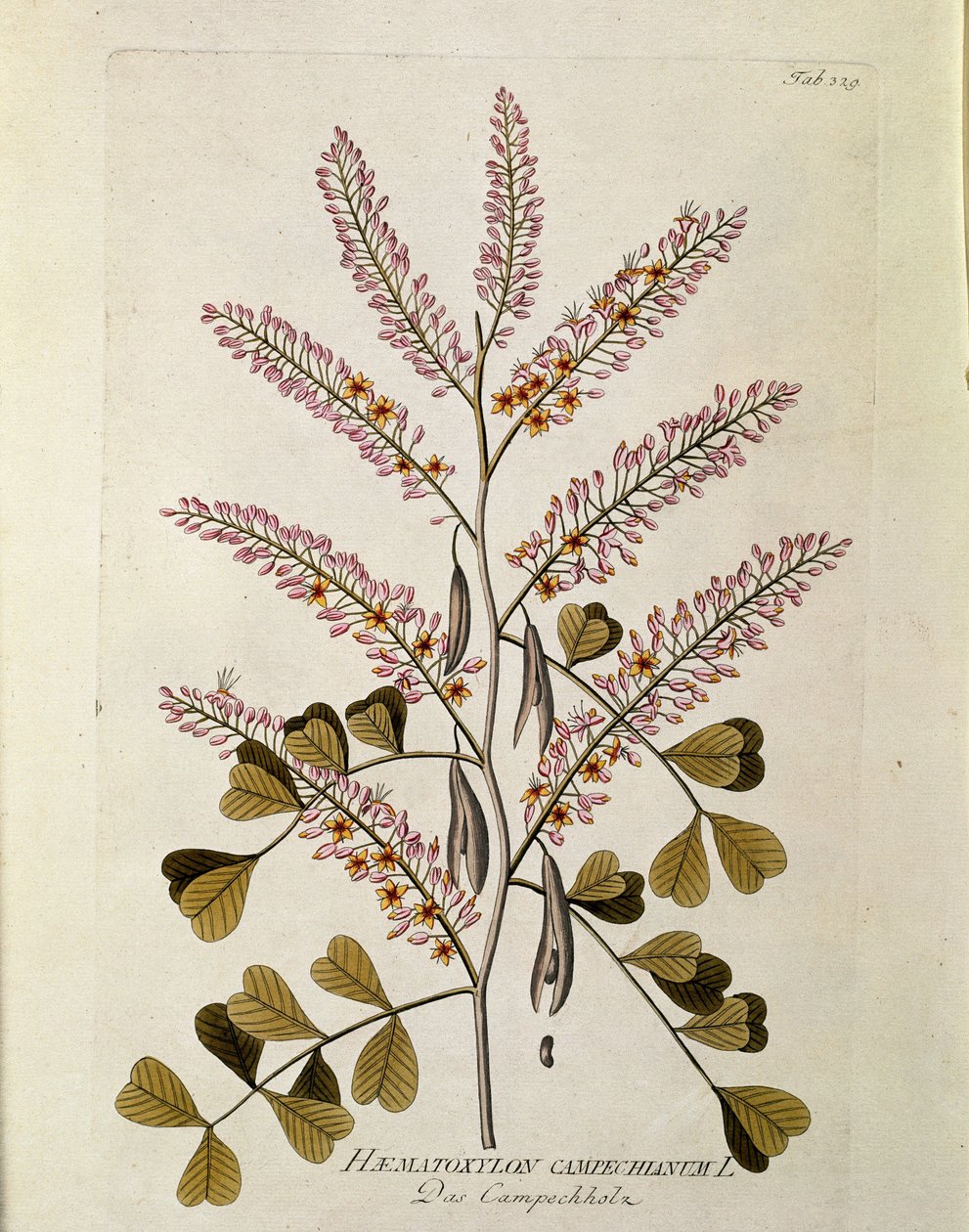 Botanická: "Campeche" (Haematoxylon campechianus) Prkno z "" Medicinalium secundum Linnaei digestarum" od Josepha Jacoba Plencka (1735-1807) 1788-1803 Soukromá sbírka od Austrian School