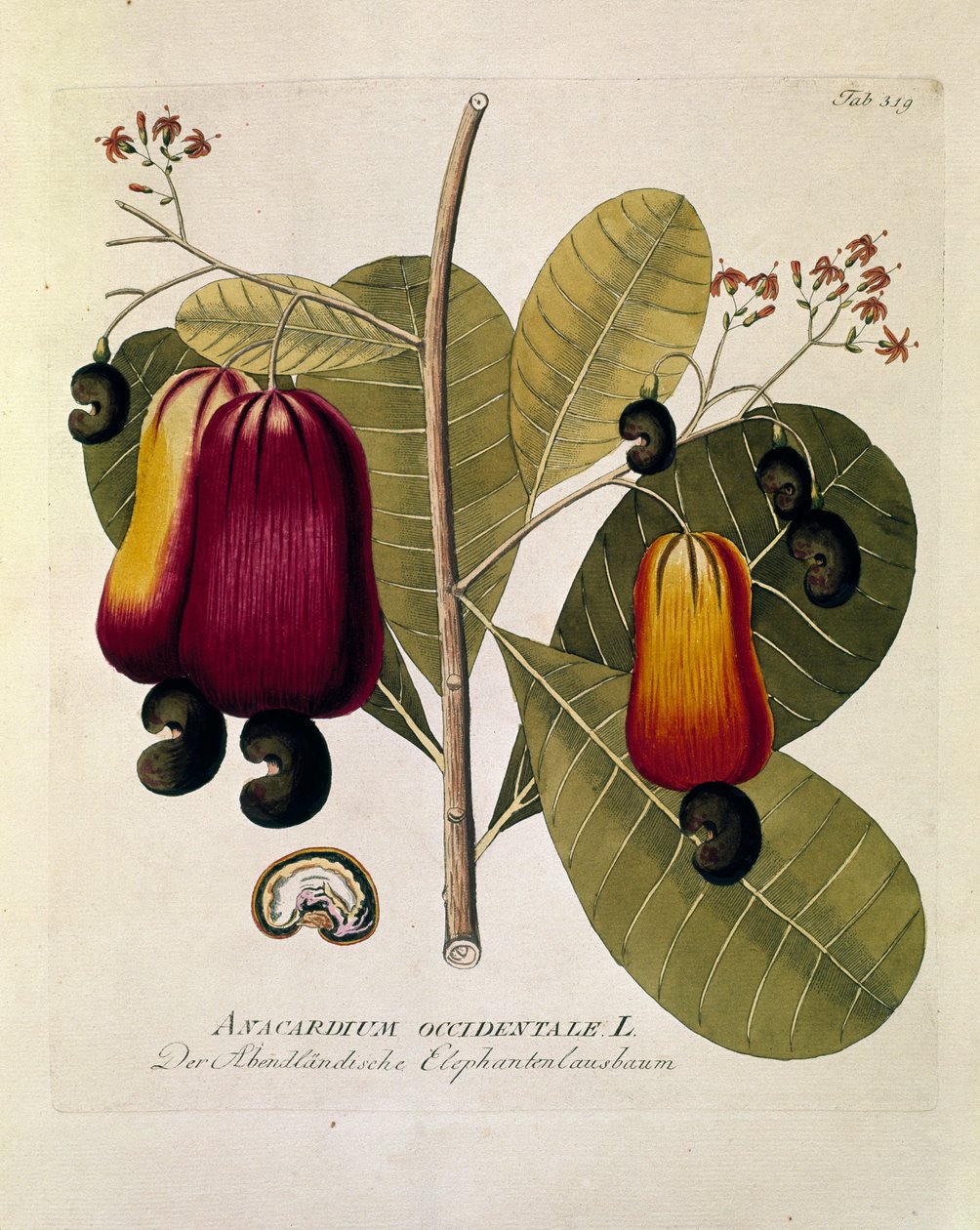 Botanický: "Kešu ořechy" (Anacardium západní) Deska nakreslená podle knihy "Medicinalium secundum Linnaei digestarum" od Josepha Jacobiho Plencka (1735-1807) 1788-1803 Soukromá sbírka od Austrian School