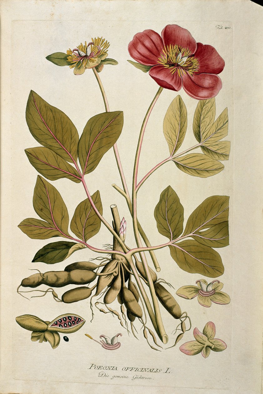 Botanická: "Pivoňka lékařská" (Poeonia officinalis) Prkno tažené z "Medicinalium secundum Linnaei digestarum" Joseph Jacobi Plenck (1735-1807) 1788-1803 Soukromá sbírka od Austrian School