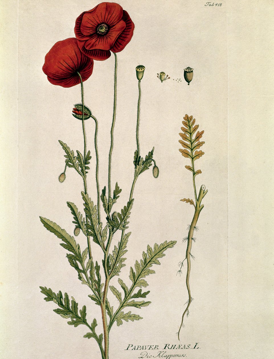 Botanická: ""Červený mák"" (Papaver rhaeas) Talíř z "" Medicinalium secundum Linnaei Digestarumó od Josepha Jacobiho Plencka (1735-1807) 1788-1803 Soukromá sbírka od Austrian School