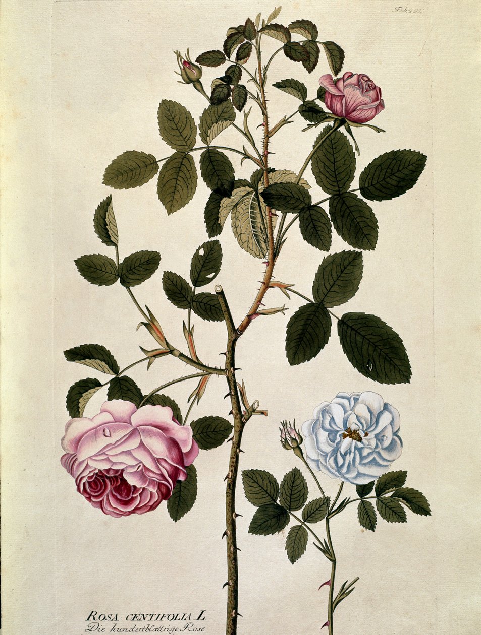 Botanická: Růže se stovkou listů (Rosa centifolia) Talíř čerpaný z „Medicinalium secundum Linnaei digestarum““ Joseph Jacobi Plenck (1735-1807) 1788-1803 Soukromá sbírka od Austrian School