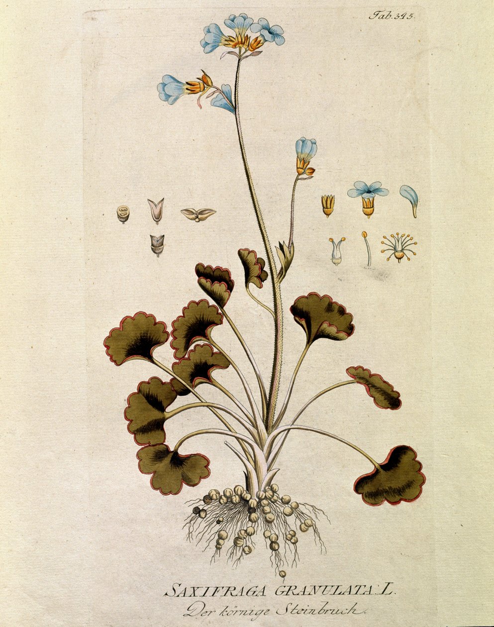 Botanická: "Lomikámen granule"" (Saxifraga granulata) Talíř čerpaný z "Medicinalium secundum Linnaei digestarum" Joseph Jacobi Plenck (1735-1807) 1788-1803 Soukromá sbírka od Austrian School
