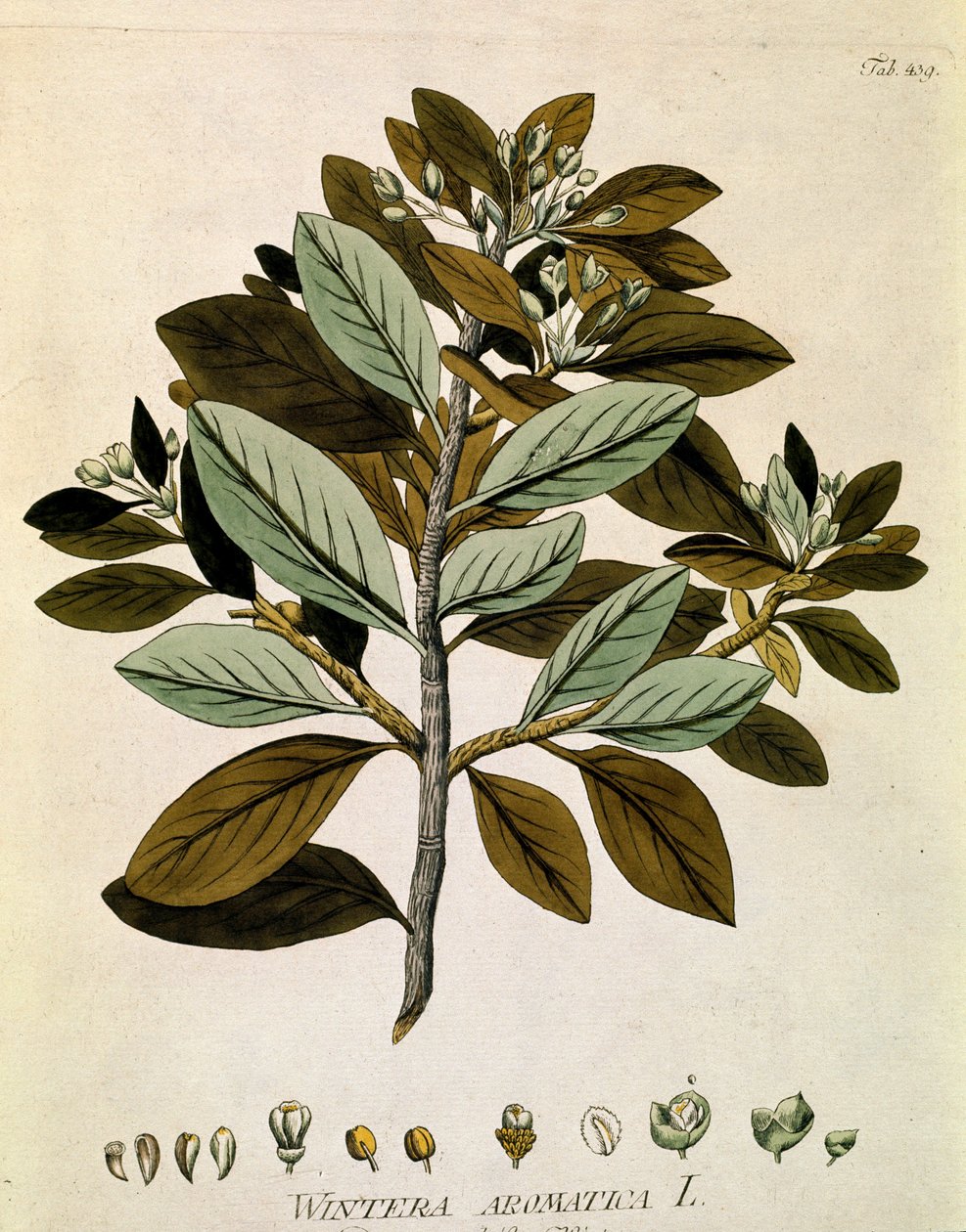 Botanický: "zimní kůra" (Wintera aromatica) Prkno čerpáno z knihy "Medicinalium secundum Linnaei digestarum" od Josepha Jacobiho Plencka (1735-1807) 1788-1803 Soukromá sbírka od Austrian School