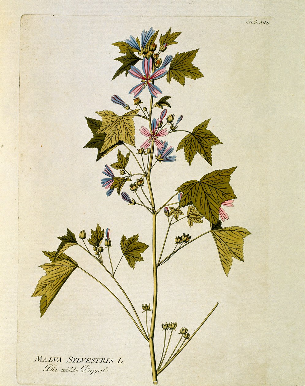 Botanická: "velký purpurový" (Malva sylvestris) talíř čerpaný z "" Medicinalium secundum Linnaei digestarum" od Josepha Jacoba Plencka (1735-1807) 1788-1803 Soukromá sbírka od Austrian School