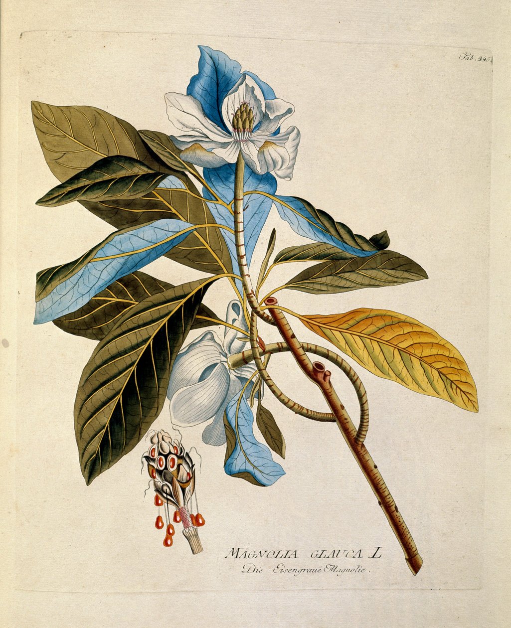 Botanická: "Magnolia" talíř čerpaný z "" Medicinalium secundum Linnaei digestarum" Joseph Jacob Plenck (1735-1807) 1788-1803 Soukromá sbírka od Austrian School