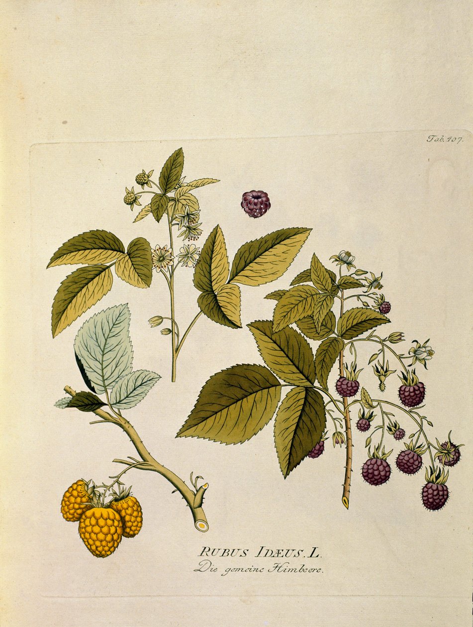 Botanický: "malina" (Rubus idaeus) Prkno čerpáno z knihy "Medicinalium secundum Linnaei digestarum" od Josepha Jacobiho Plencka (1735-1807) 1788-1803 Soukromá sbírka od Austrian School
