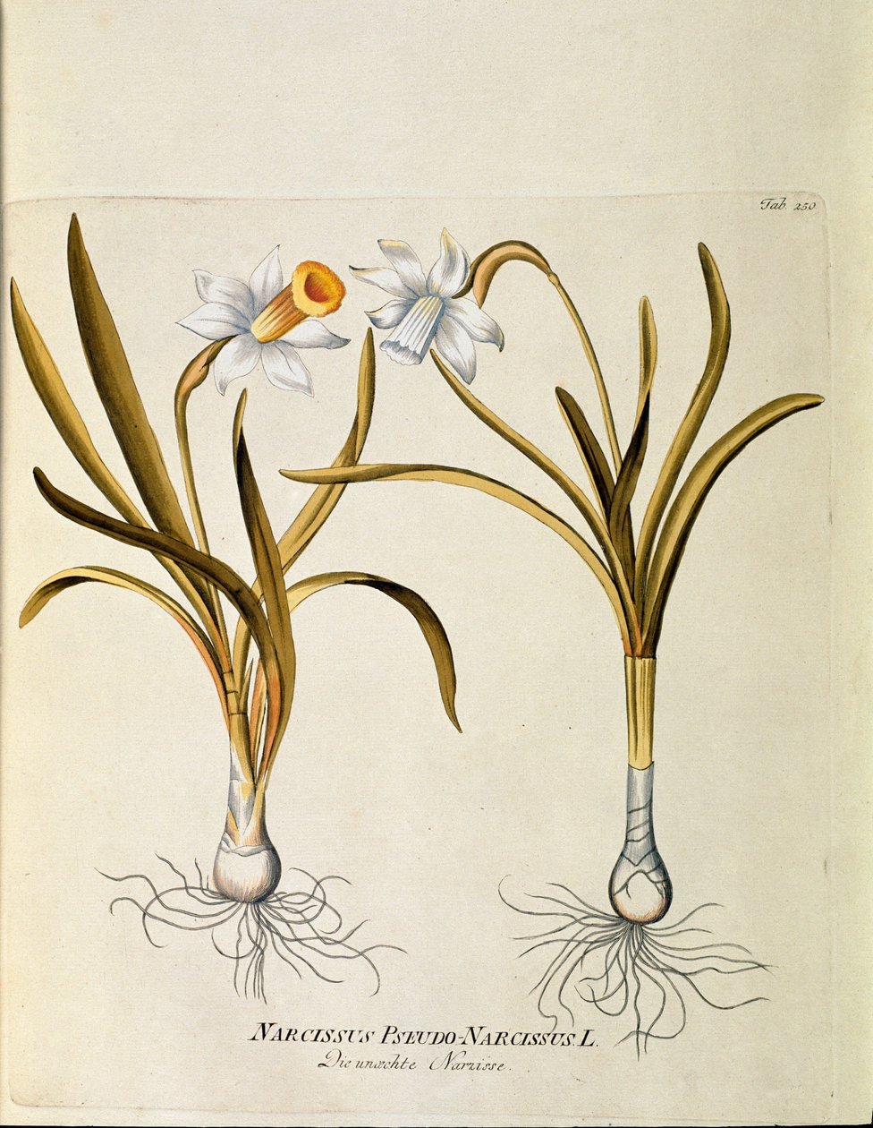 Botanická: ""žlutý narcis nebo trubka"" (Narcissus pseudonarcissus) Talíř čerpaný z ""Medicinalium secundum Linnaei digestarum"" Joseph Jacobi Plenck (1735-1807) 1788-1803 Soukromá sbírka od Austrian School
