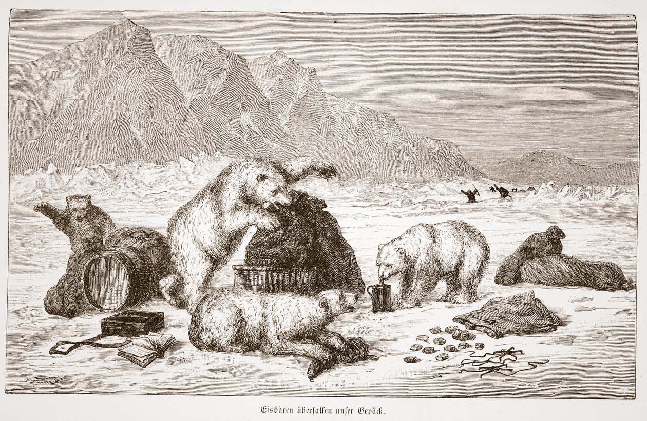 Lední medvědi útočí na naši hospodu se zavazadly. Vídeň 1876 (rytina) od Austrian School