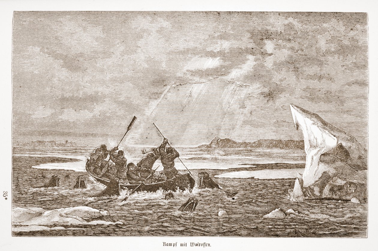 Boj s mrožem, 1876 od Austrian School