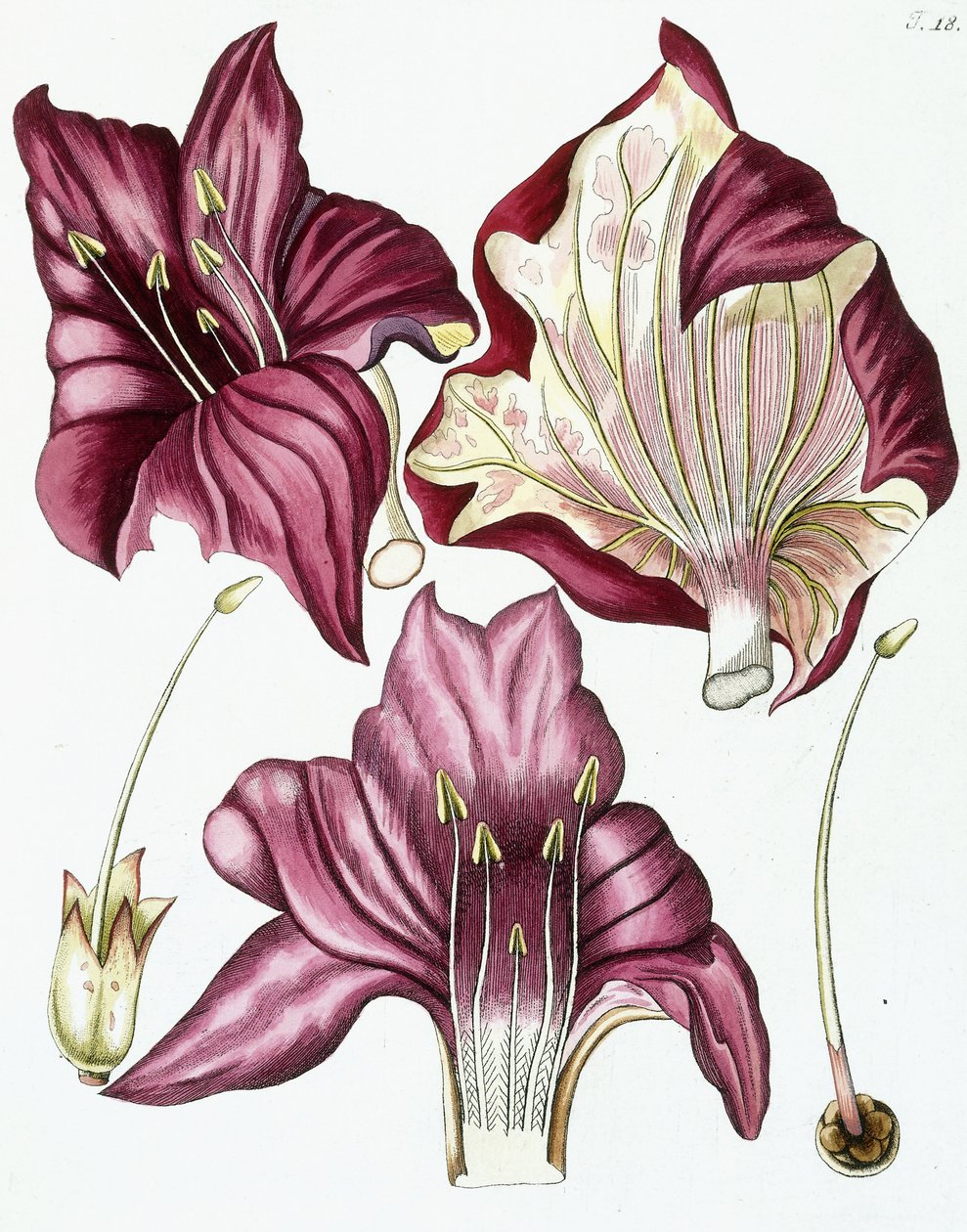 Obrázek 18, z "Collectanea pro botaniku, chemii a přírodní historii s obrázky", 1786-1796 od Austrian School