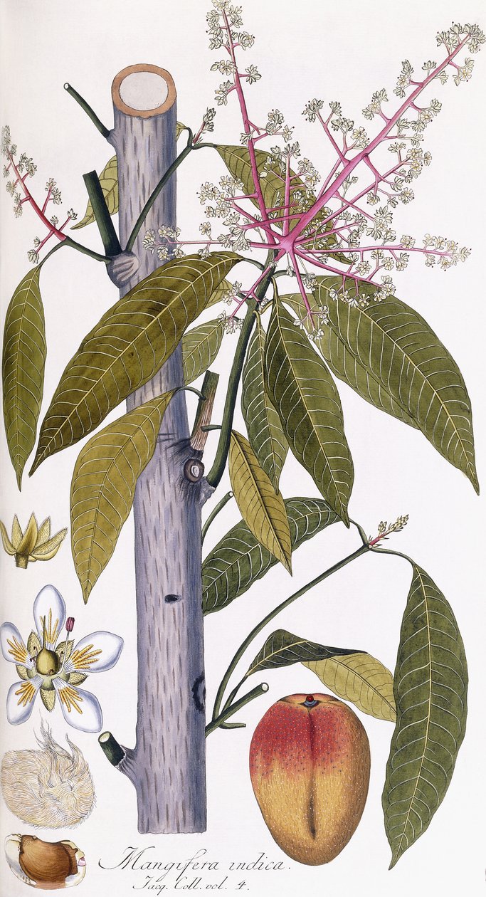Mangifera indica od Austrian School