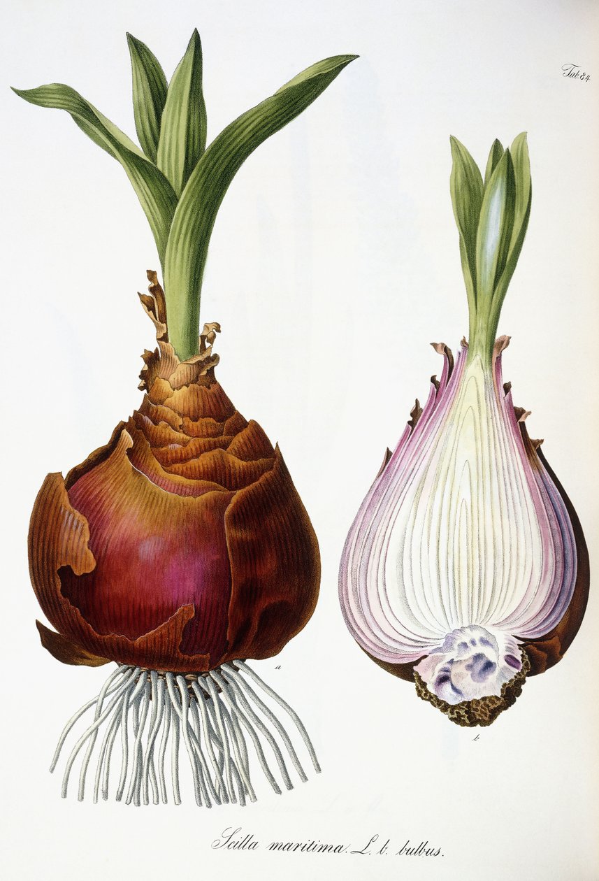 Scilla maritima od Austrian School