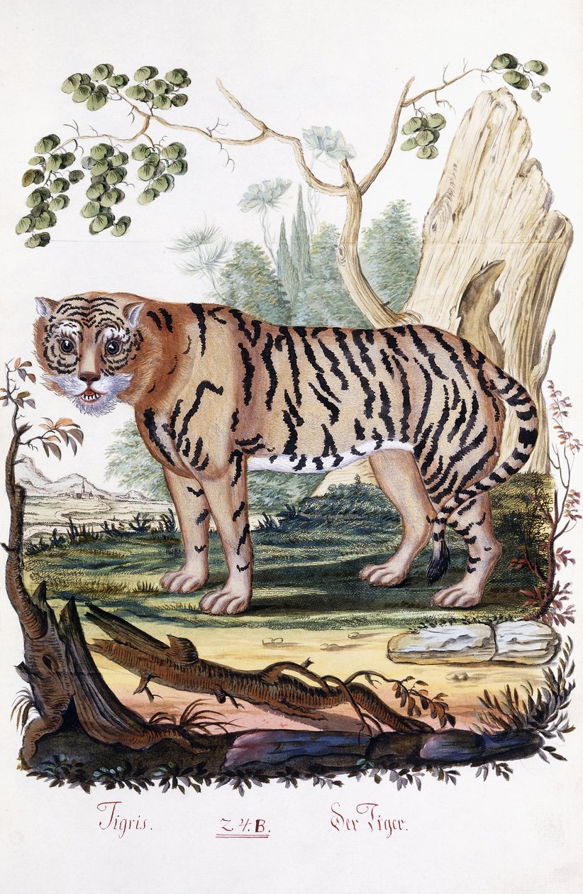 Tygr, 1794 od Austrian School