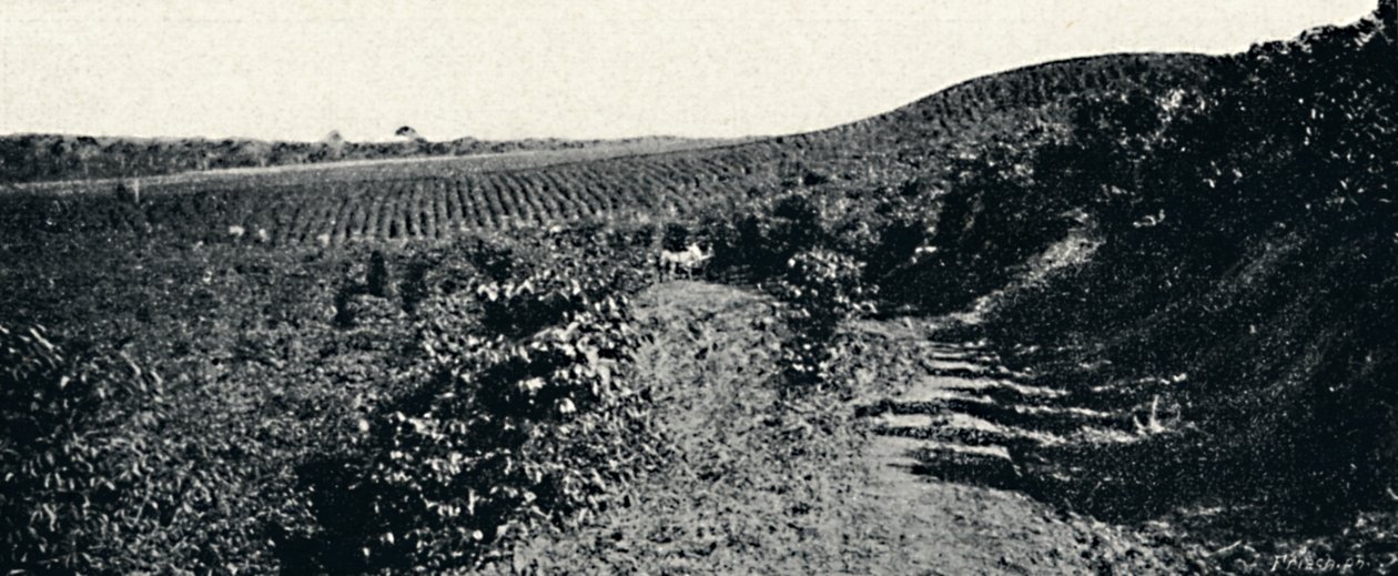 Cafezal, 1895 od Axel Frick